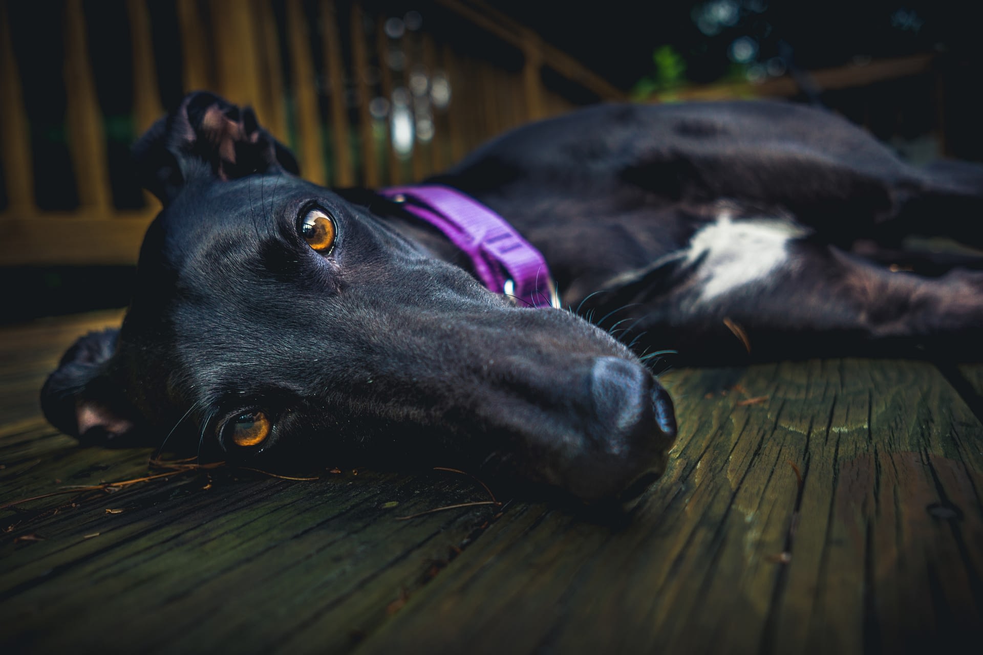 A lazy dog lounges on the deck outside his small apartment home