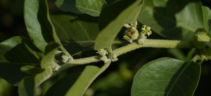 Close up of leafy green vine