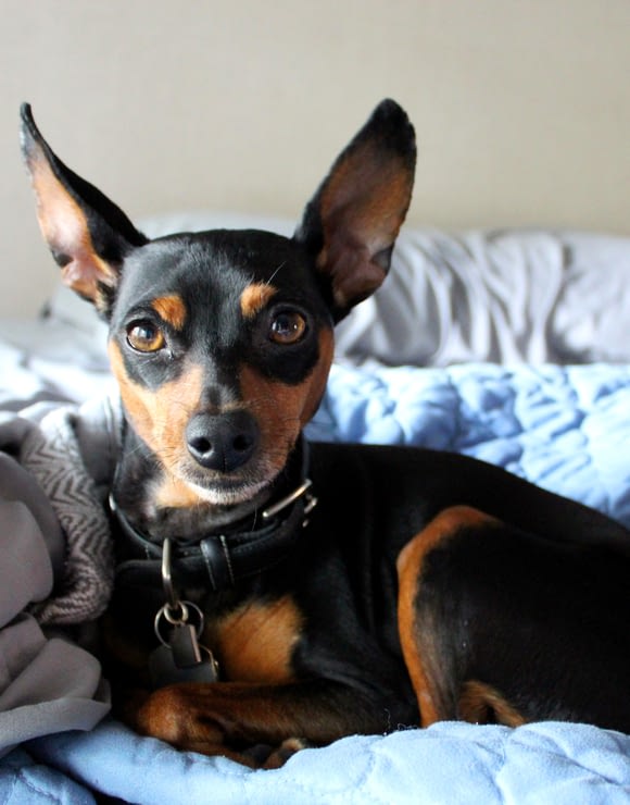 A small dog stares up in search of affection