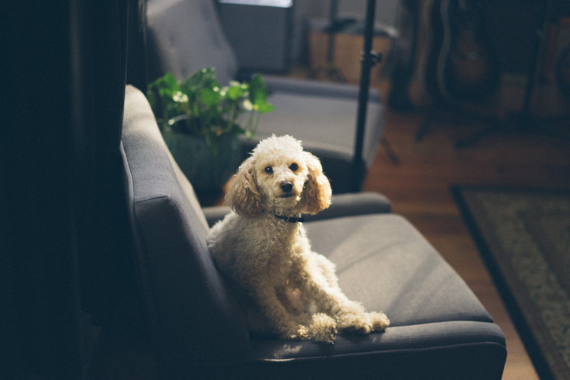 A small dog sits on his throne, master of his small apartment domain