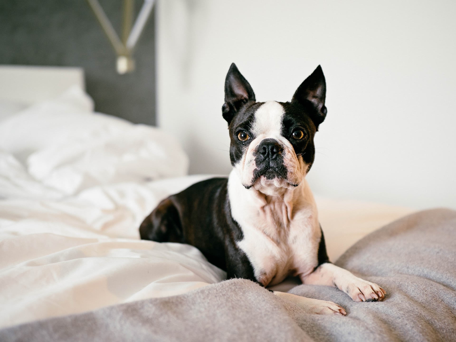 A cute dog lies on a bed looking up at their master