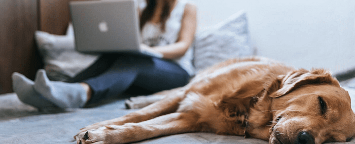 Woman sitting on the floor with a laptop next to sleeping golden retriever
