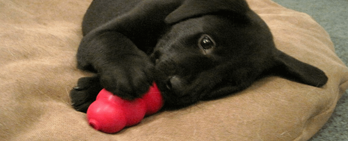 best toys for a lab puppy