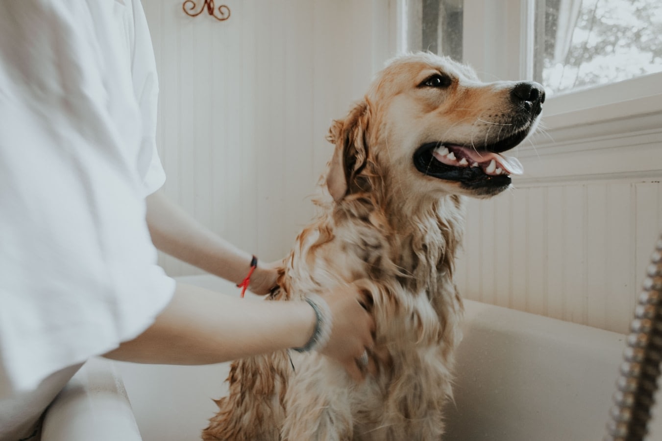 dog taking a bath with happy body language