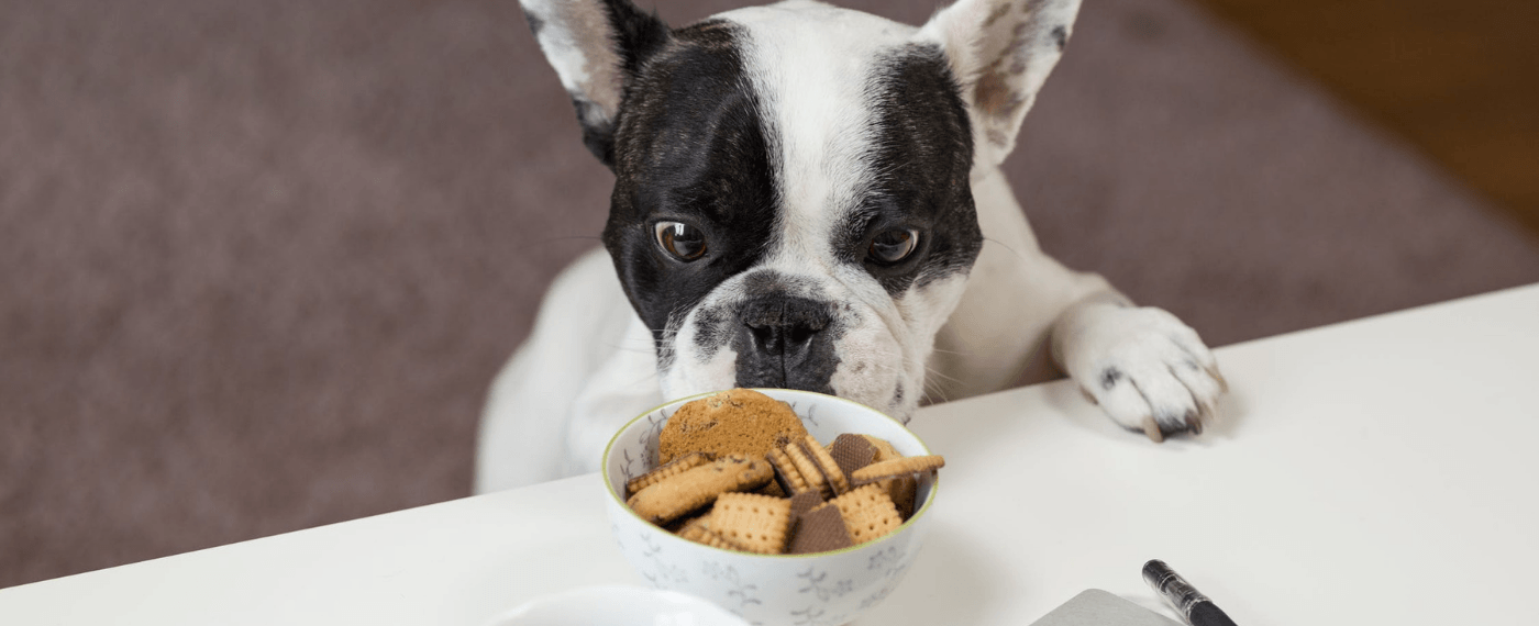 french bulldog puppy staring at a bowl of homemade dog treats