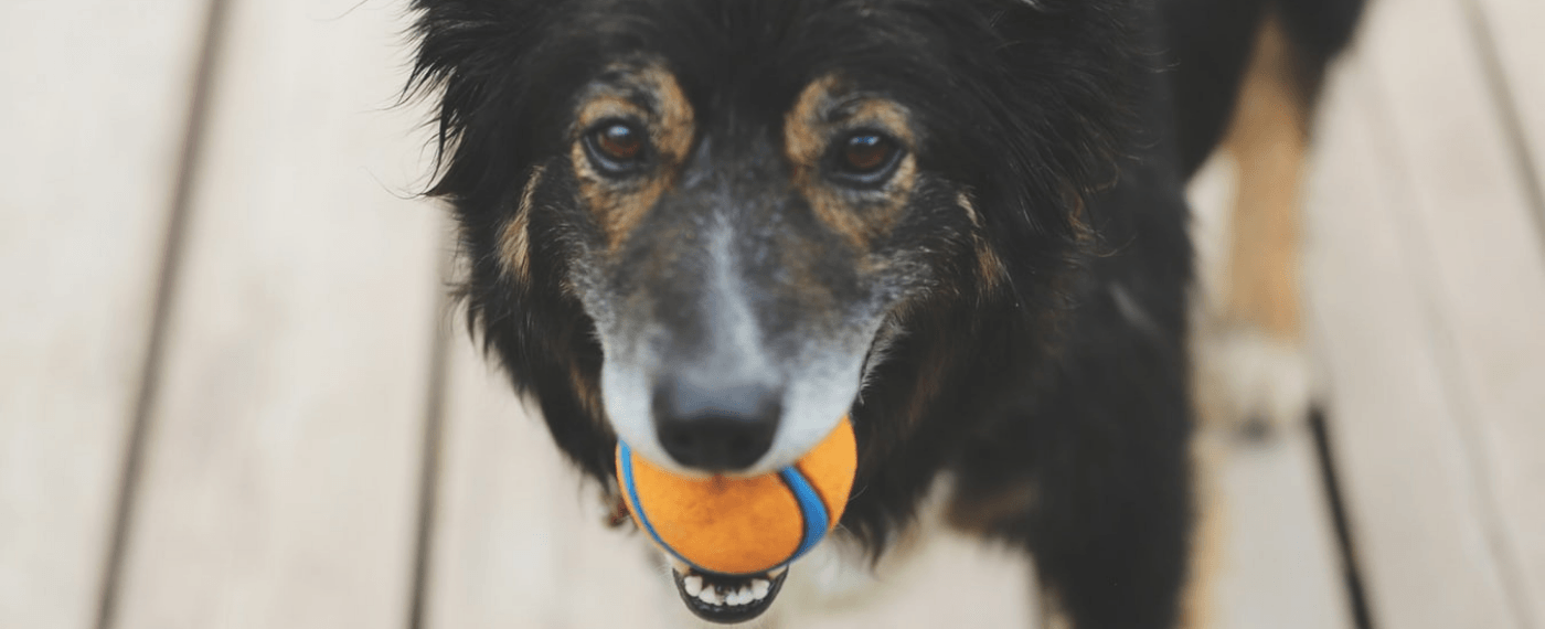 dog with ball in mouth waiting to play games