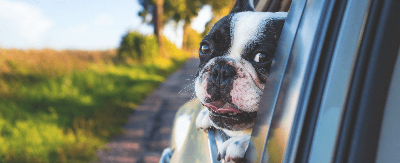 Cute dog taking a road trip