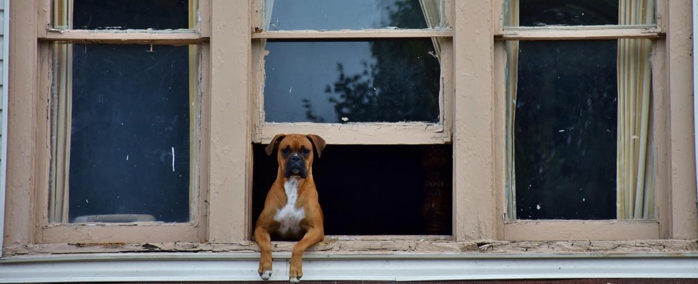 dog sitting looking out window following behavior training tips