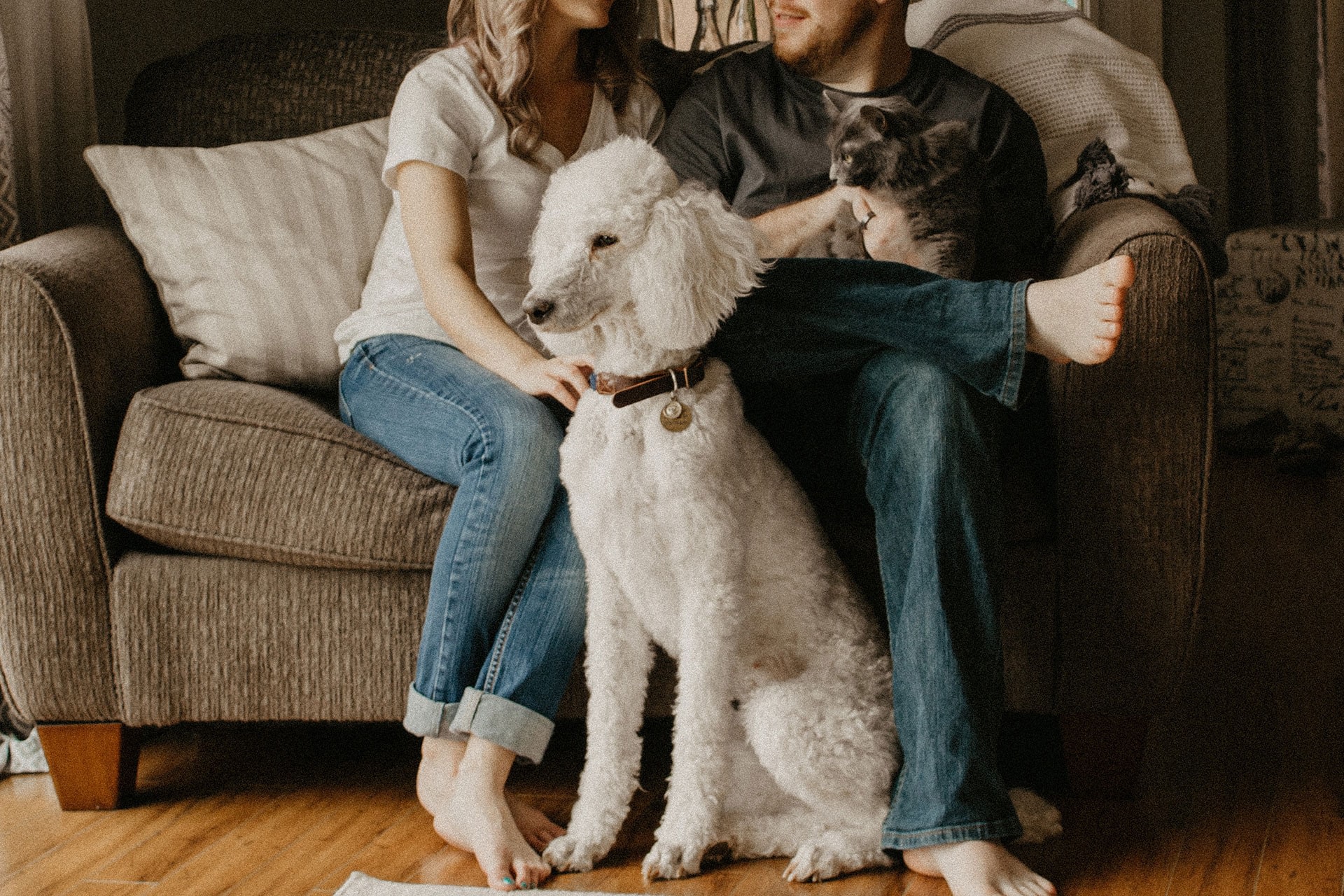 pets sitting on couch with their owner