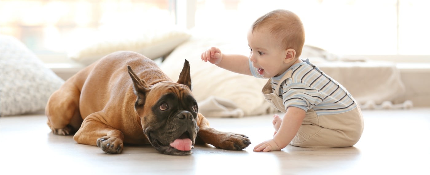 newborn baby boy playing with happy boxer dog