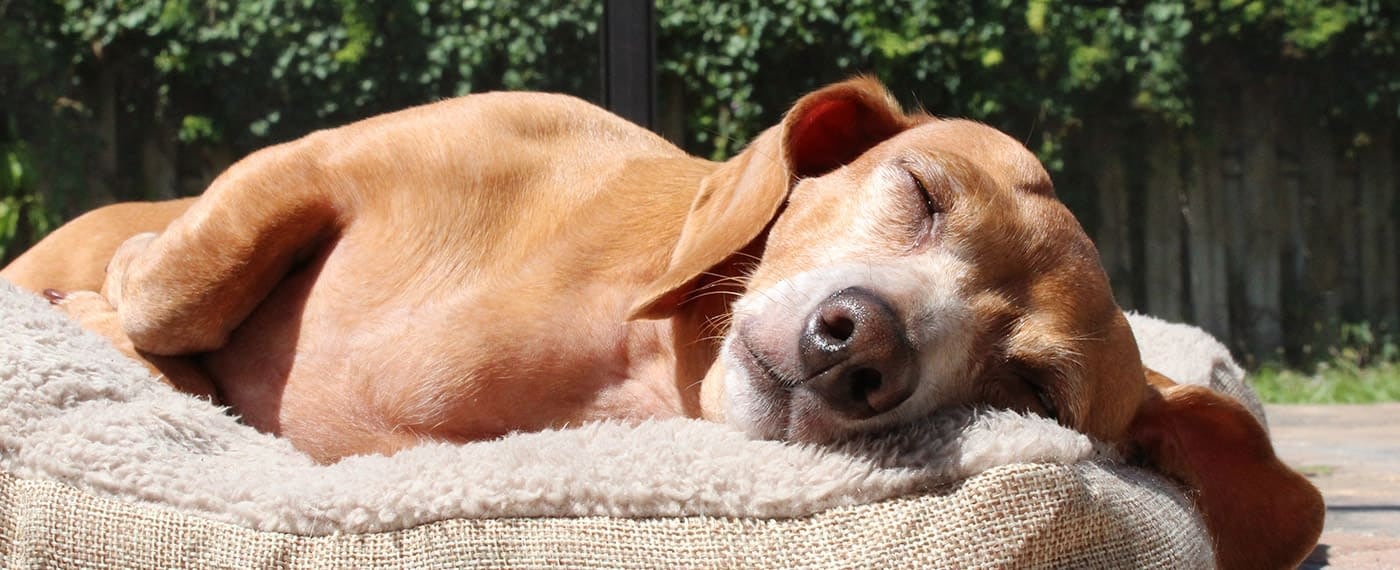 Dog sleeping peacefully in the sun on pet bed