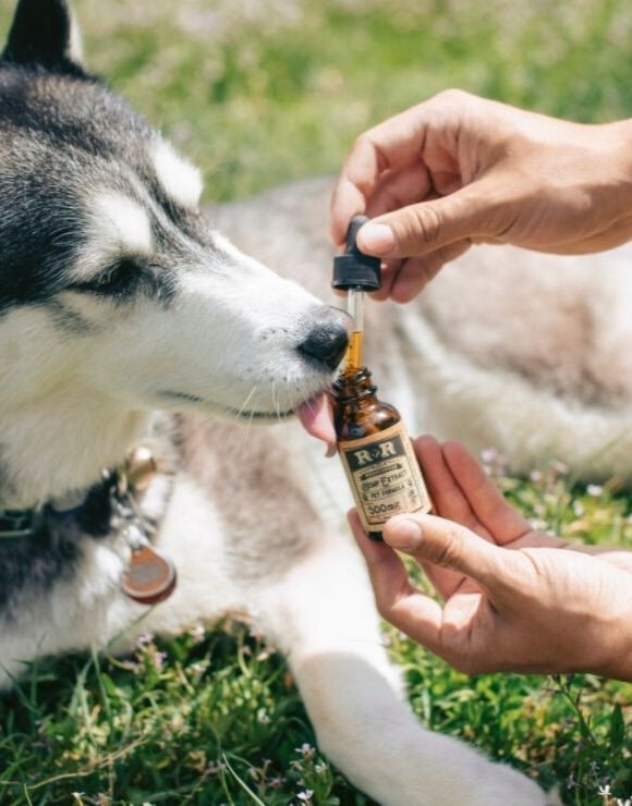 Dog licking a dropper of CBD oil for pets