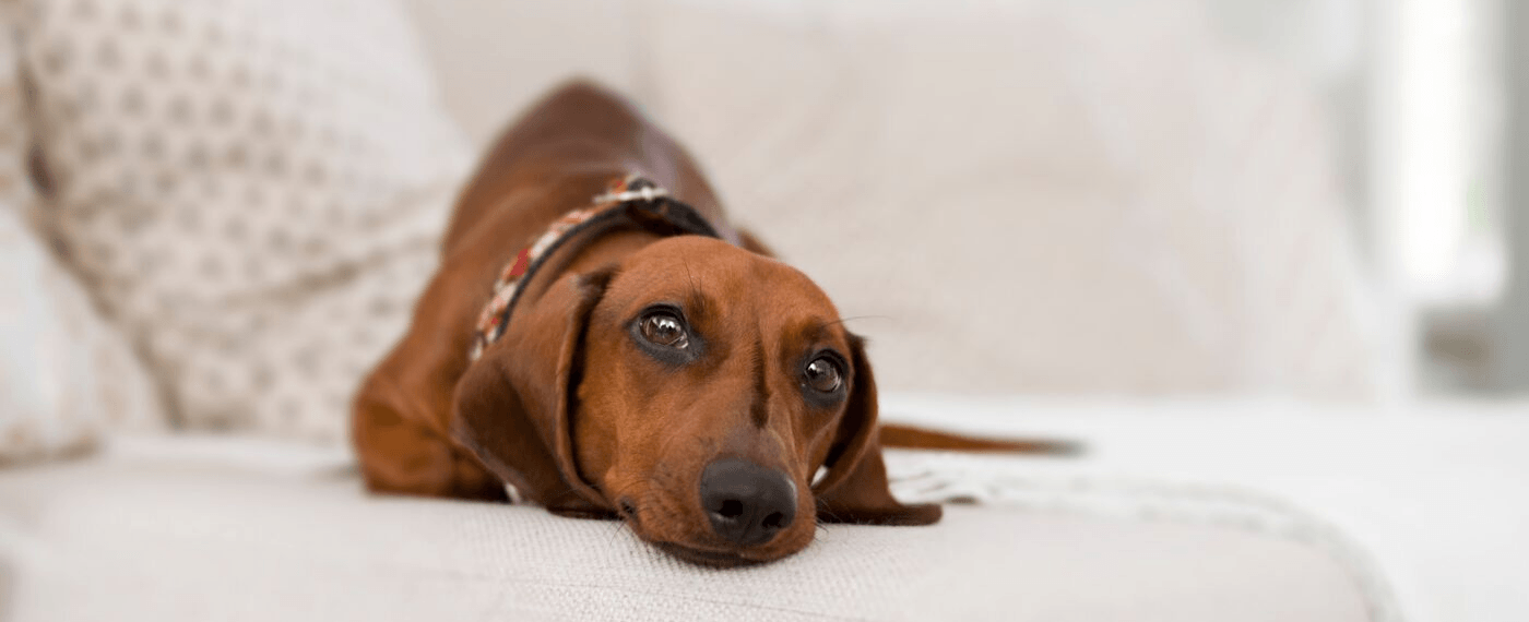small brown Dachshund lying on the couch