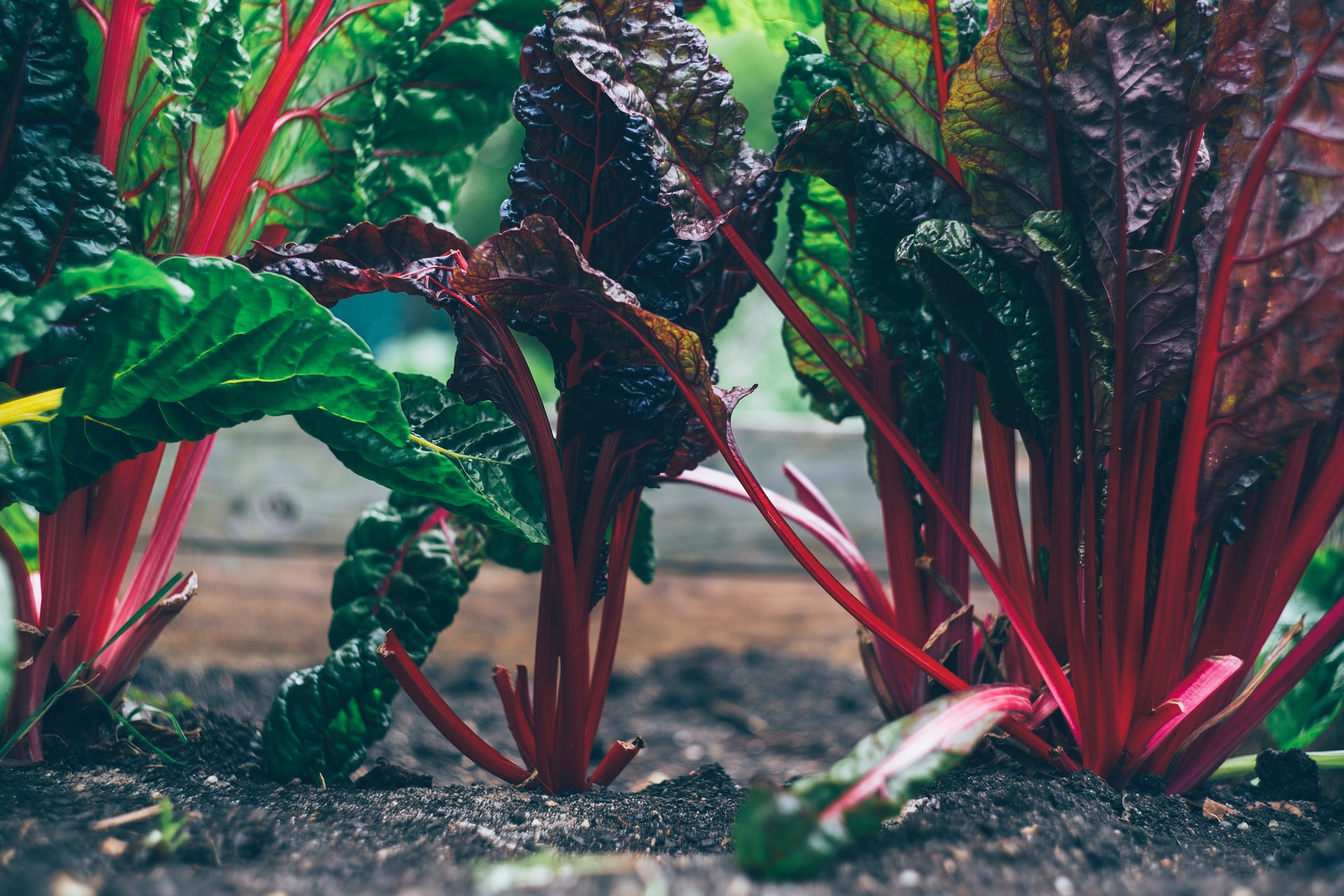 Edible Beet Greens growing out of the soil
