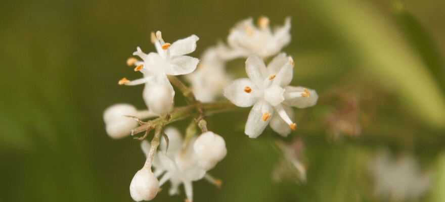 close up of blooming white flowers