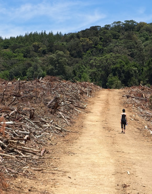 Woman walking through an area of deforestation