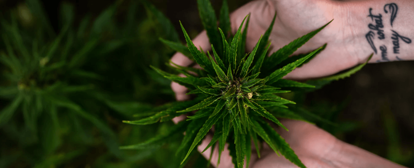 Hands holding a growing marijuana plant