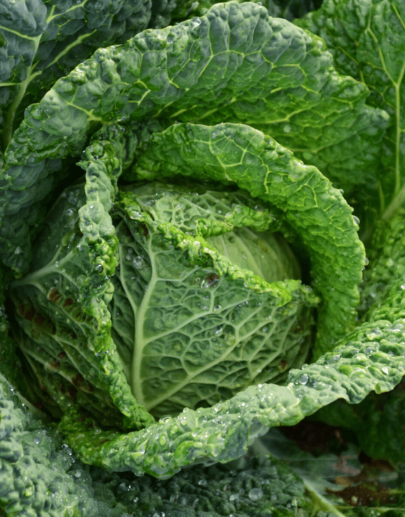 Fresh green cabbage with drops of water falling off the leaves