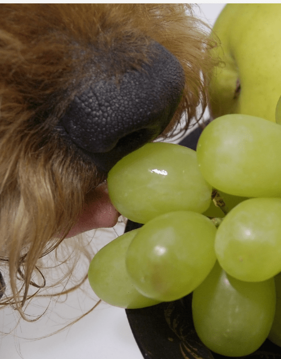 Dog licking a bundle of grapes