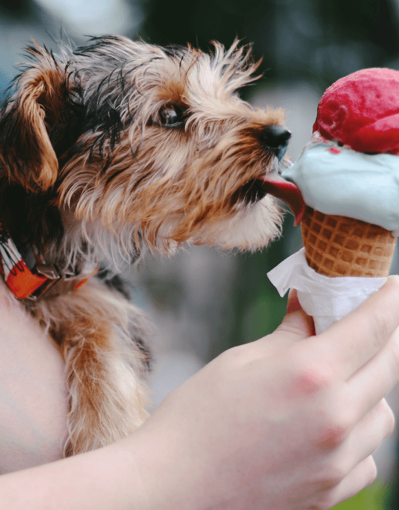 Small dog licking ice cream on a cone