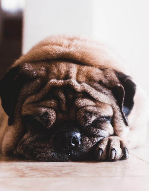 Pug feeling under the weather with his face buried in his paws