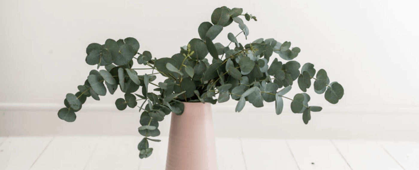 A eucalyptus plant in a calming minimalist room