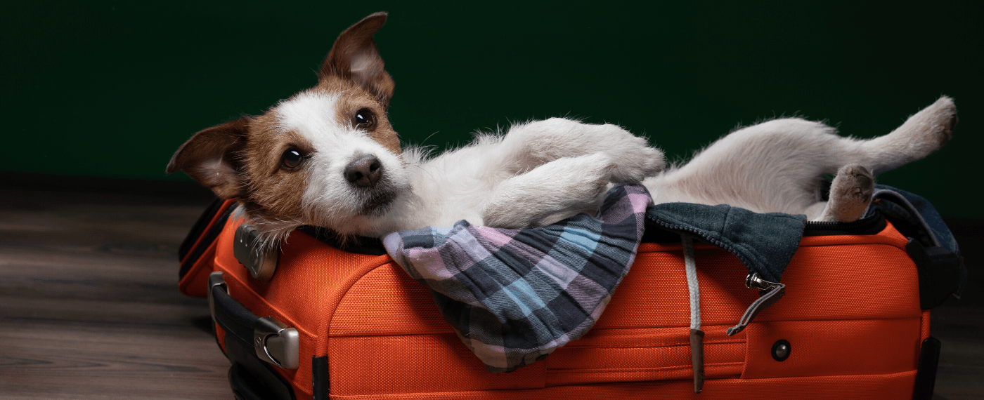 small white dog lying in suitcase preparing for holiday travels