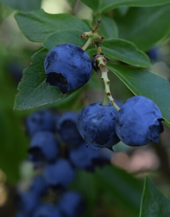 Growing blueberry fruit stem with fresh blue berries hanging