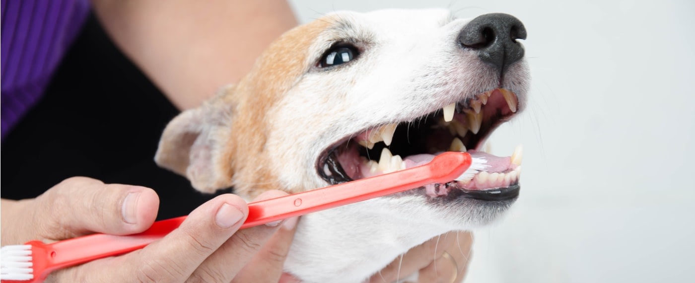 A dog getting his teeth brushed