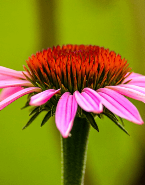 Petals and bulb of a Consume Echinacea flower