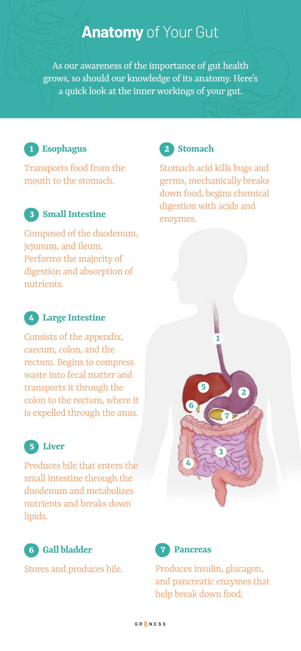 Step by step guide of anatomy of the human gut