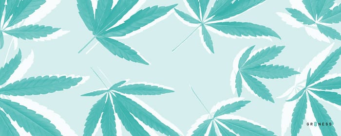 marijuana leaf pattern used for study of cbd vs thc