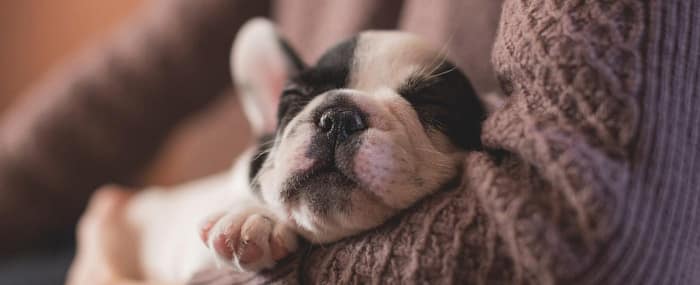 A cute puppy lies asleep in her owner's arms
