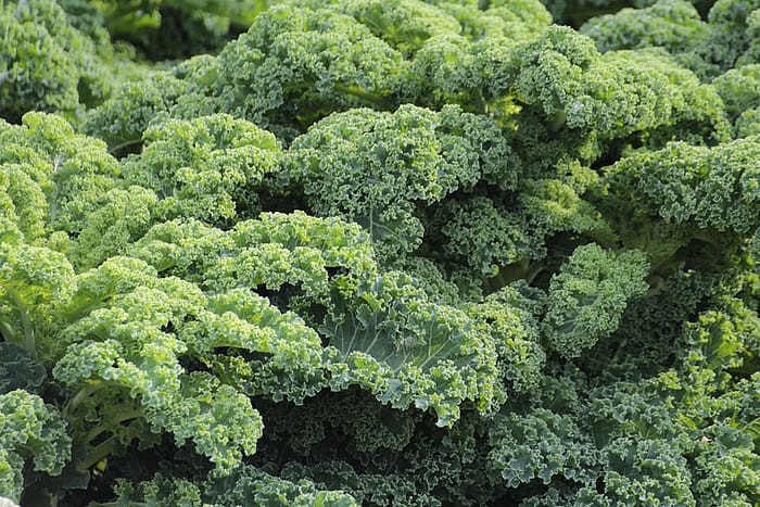 foods like kale help speed up digestion