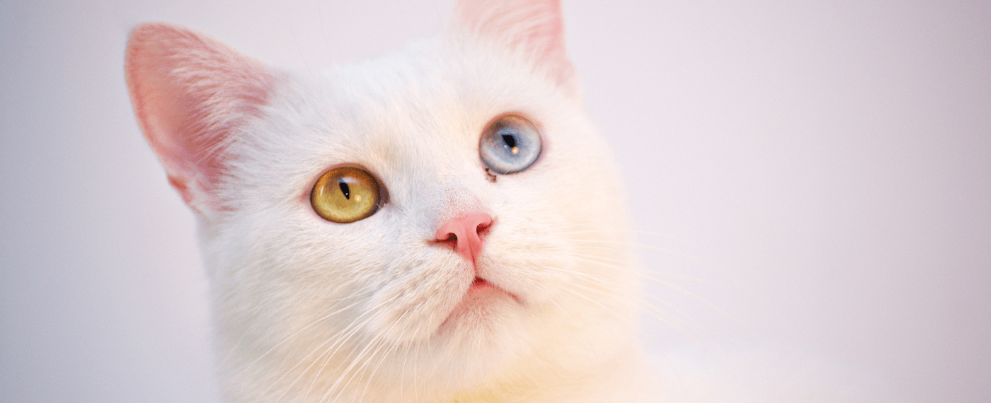 A cat with one green eye and one blue eye stares up