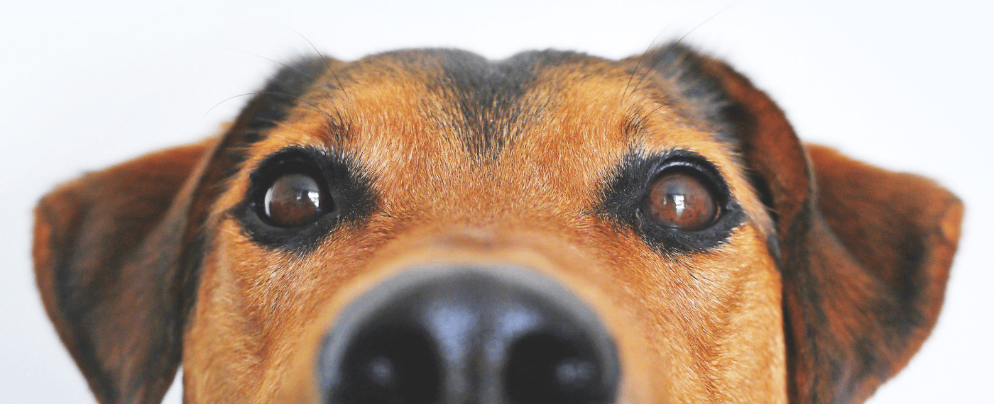 A cute dog holds his nose to the camera