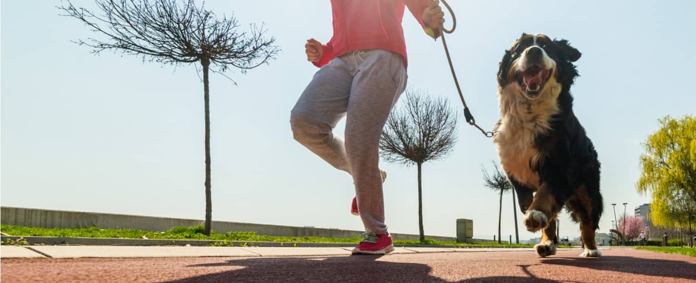 Dog exercising with owner running along a sidewalk