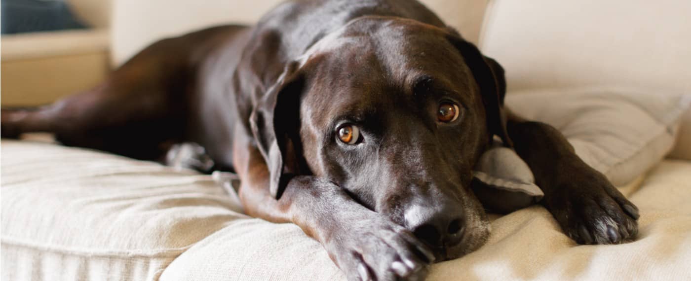 large dog laying on couch in small apartment