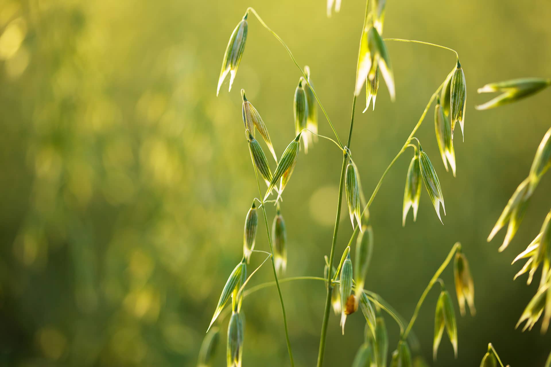 A scene of sunlit green oats