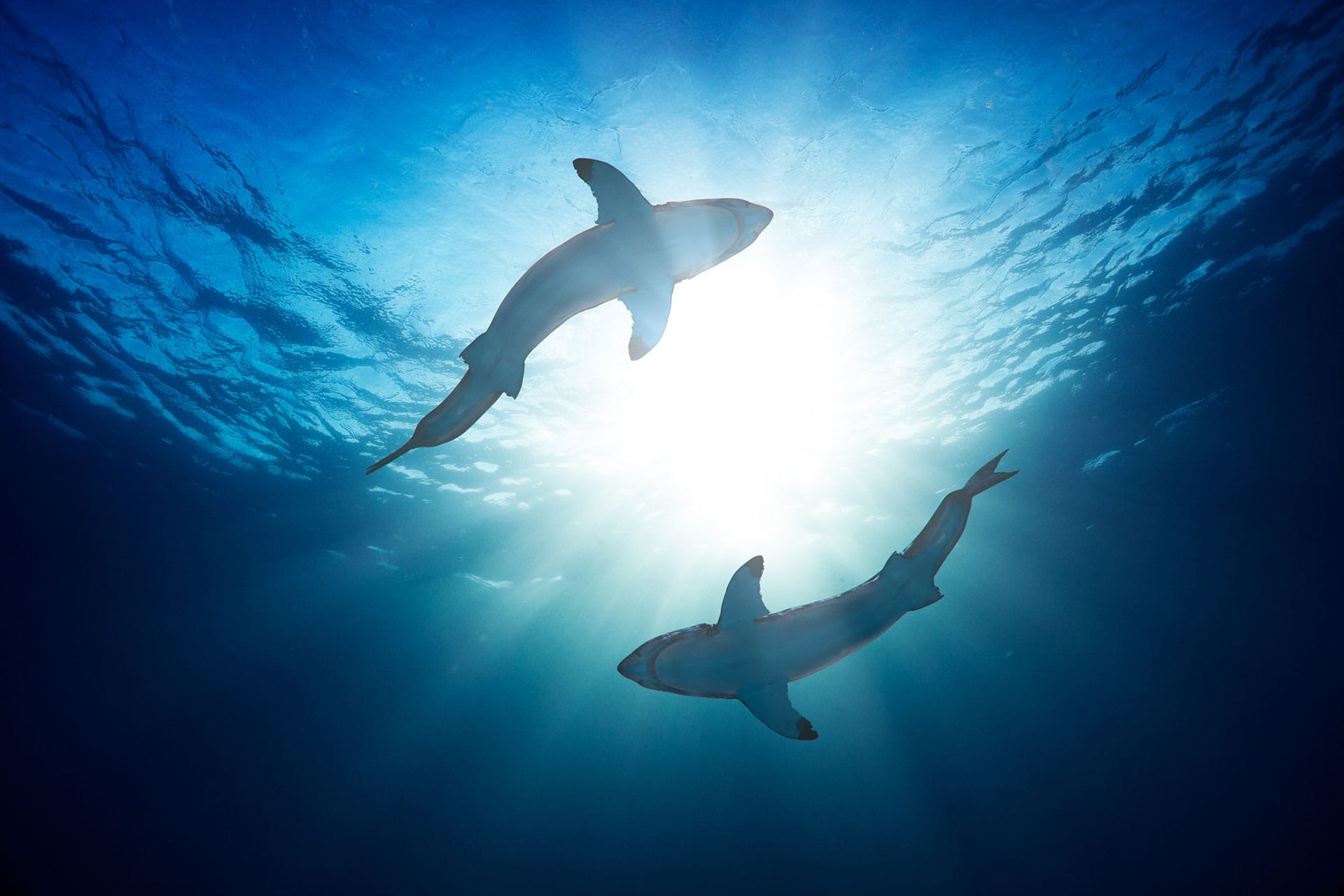shark swirling