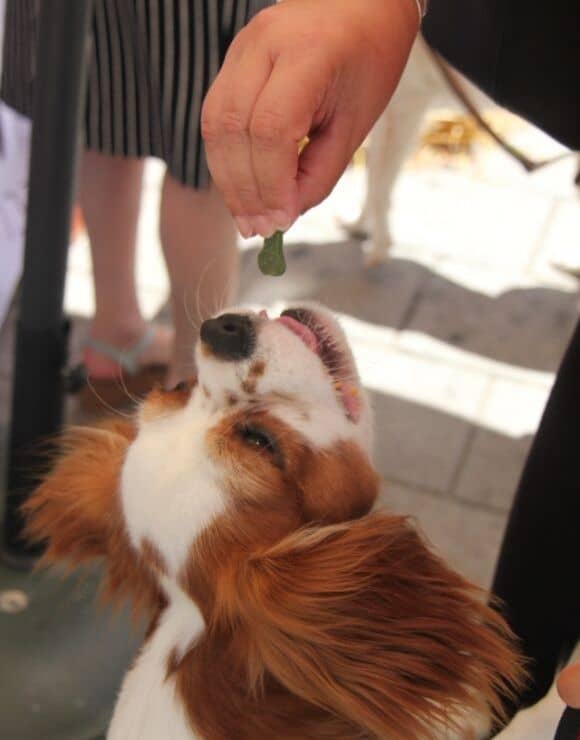 Dog jumping up to receive a CDB treat form owner