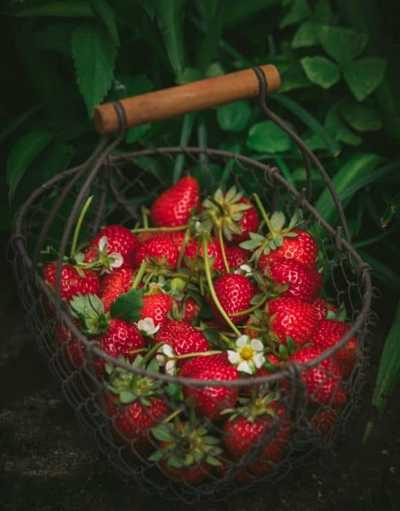 A basket of strawberries filled with antioxidants