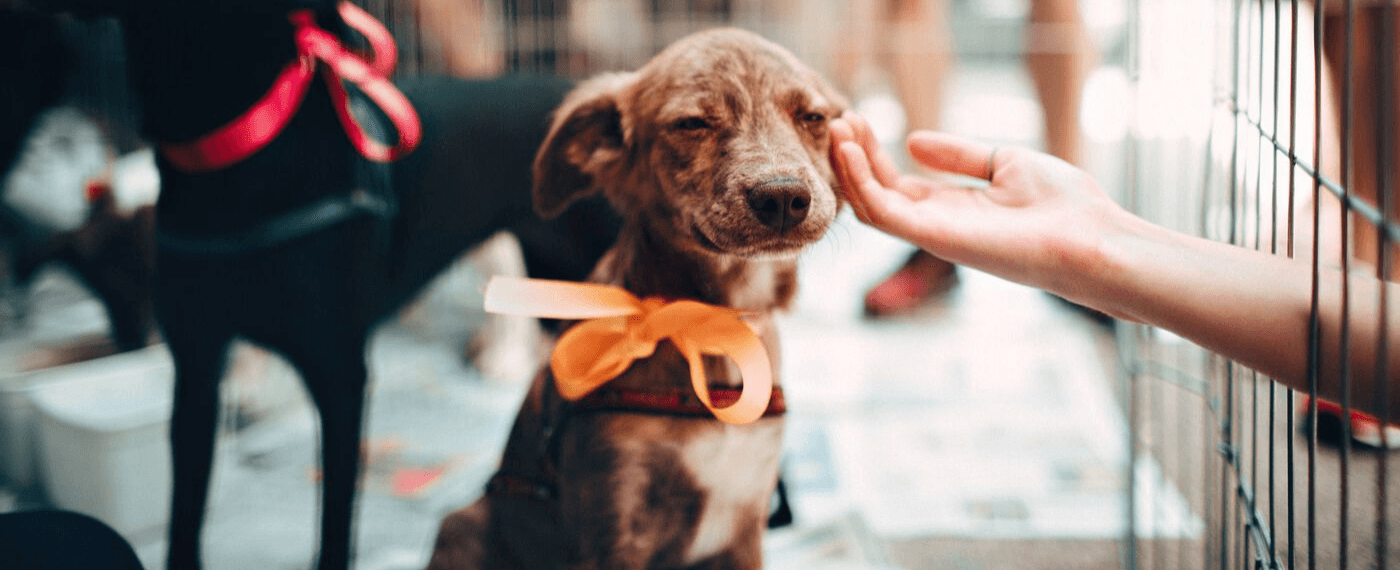 A small dog with an orange bow waiting to be adopted