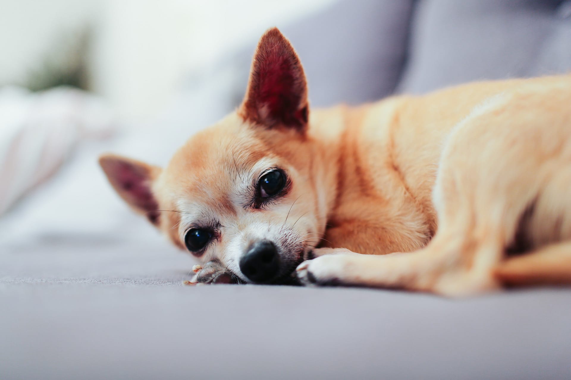 A tiny dog comfortably lies in bed ready for a nap