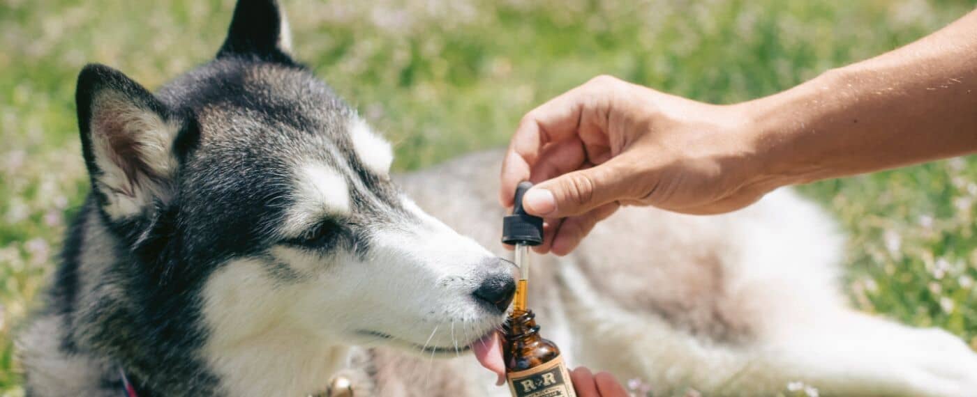 Siberian Husky licking a dropper of CBD product for dogs