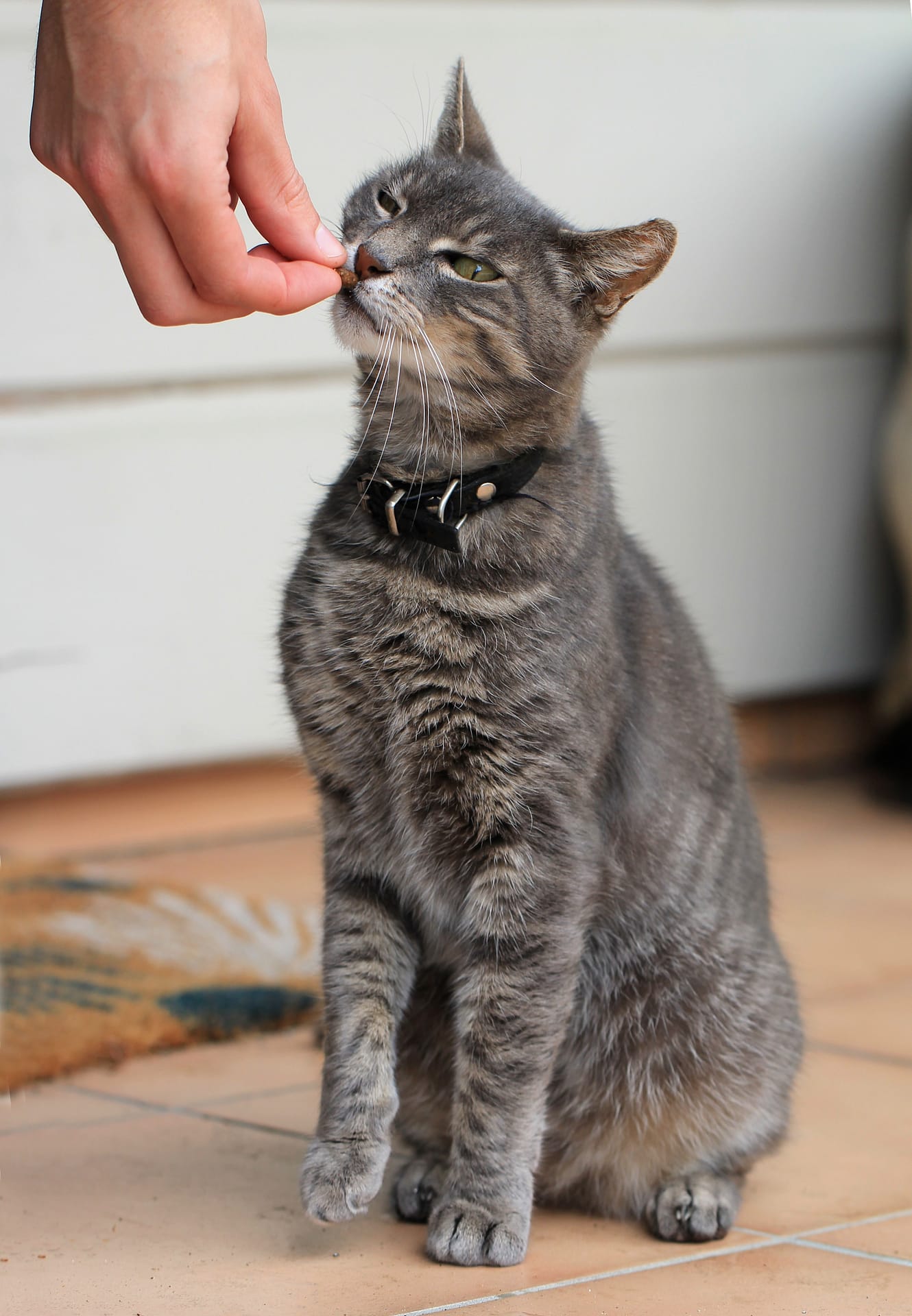 Cat being fed a CBD treat