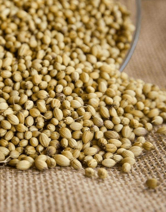 coriander seeds flowing from a tipped over glass container