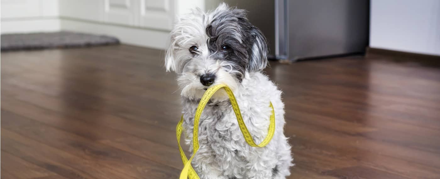 small dog holding measuring tape in mouth