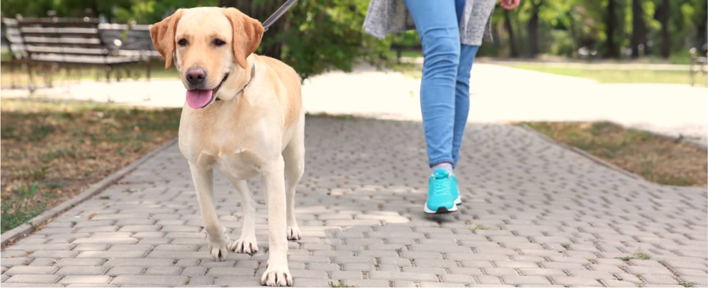 A pet-owner copes with stress by walking her dog