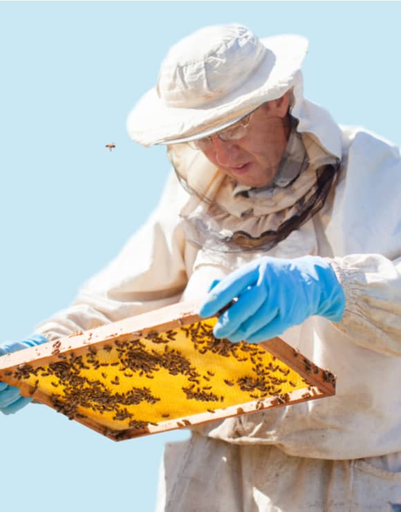 Bee keeper looking at tray of bees
